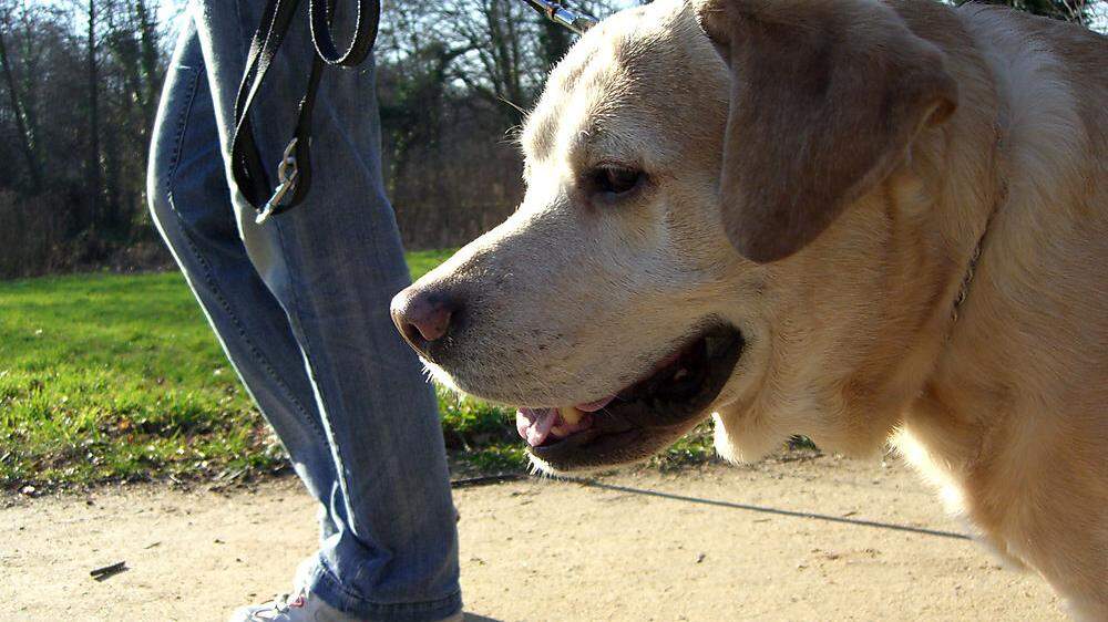 Wer mit seinem Hund spazieren geht, sollte zurzeit sehr achtsam sein