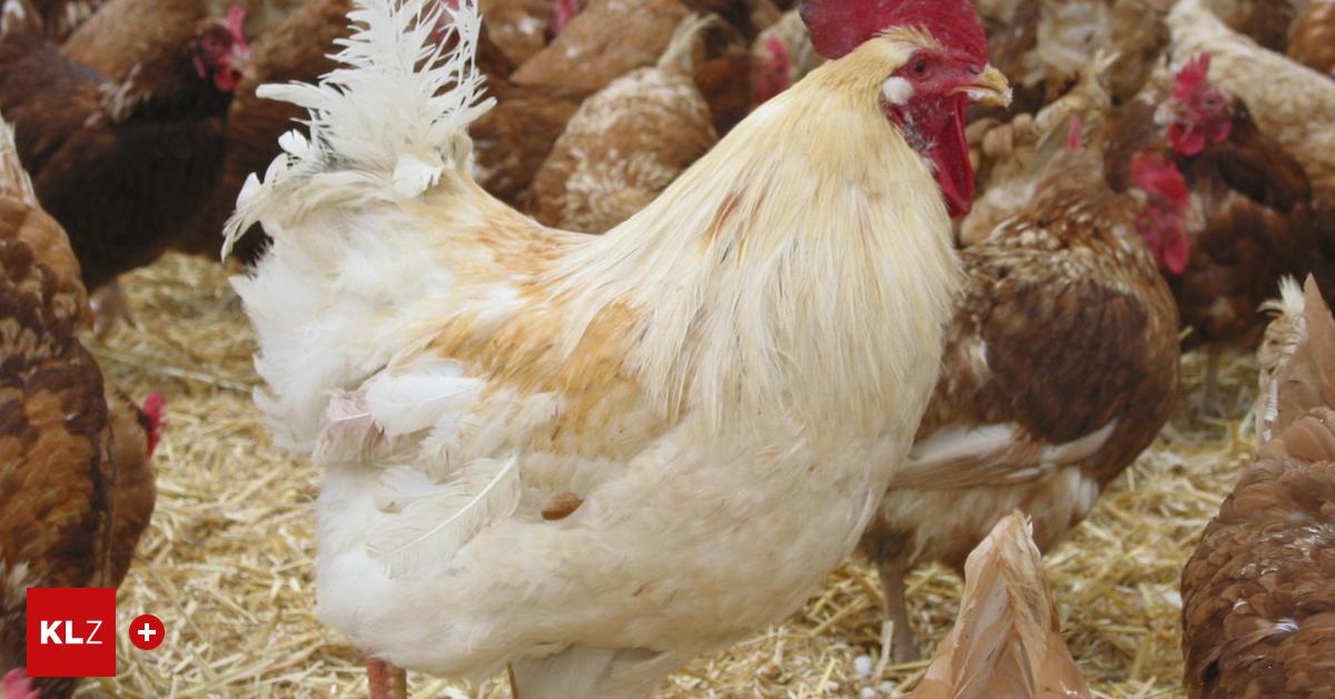 Erste-Vogelgrippe-F-lle-Stallpflicht-in-der-Steiermark-verh-ngt