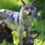 In Oberkärnten werden sich Wölfe stark vermehren 