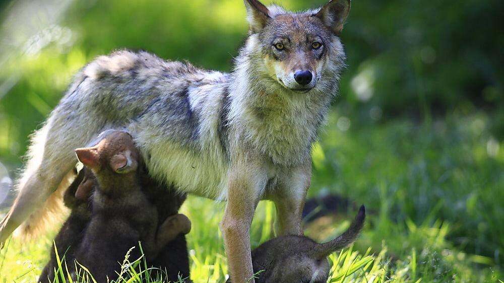 In Oberkärnten werden sich Wölfe stark vermehren 