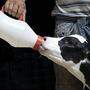 Wegen des schlechten Milchpreises verfüttern Bauern wieder vermehrt und länger Milch an die Kälber
