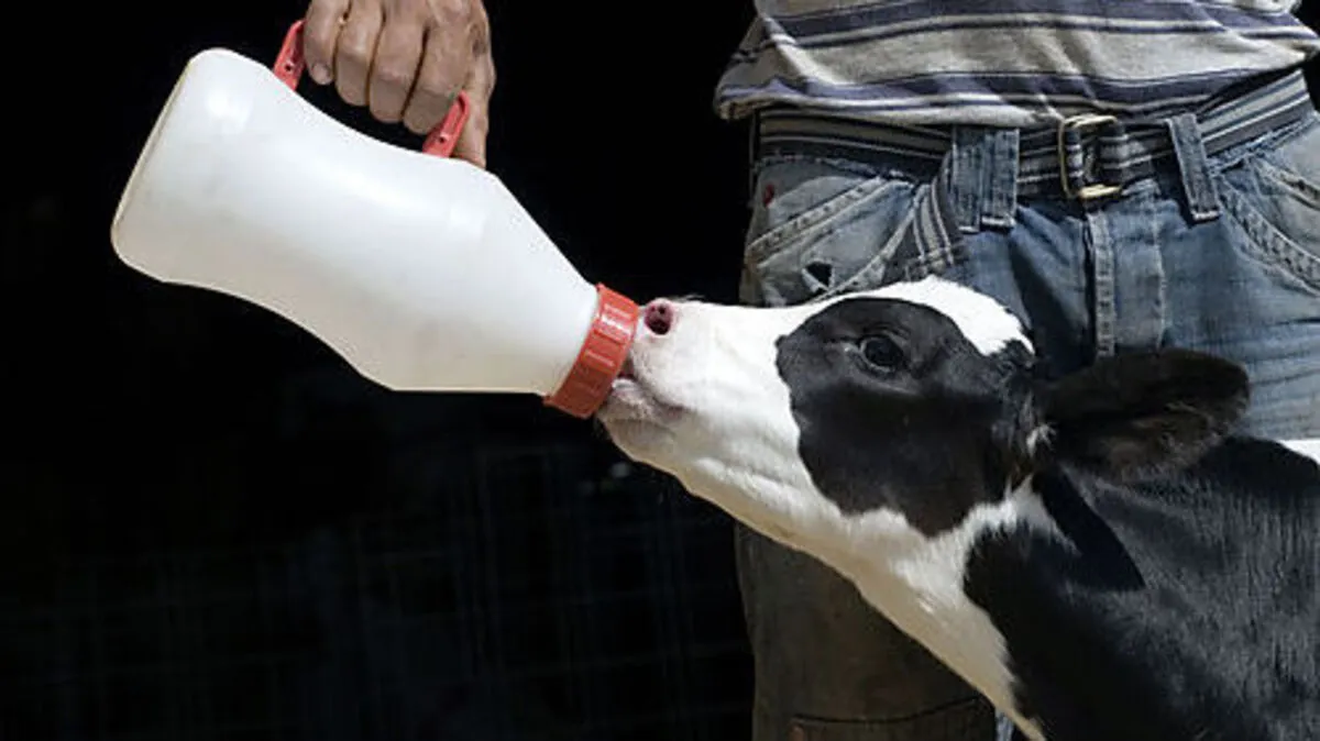 Wegen des schlechten Milchpreises verfüttern Bauern wieder vermehrt und länger Milch an die Kälber