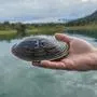 Die Große Teichmuschel soll wieder im Wörthersee heimisch werden