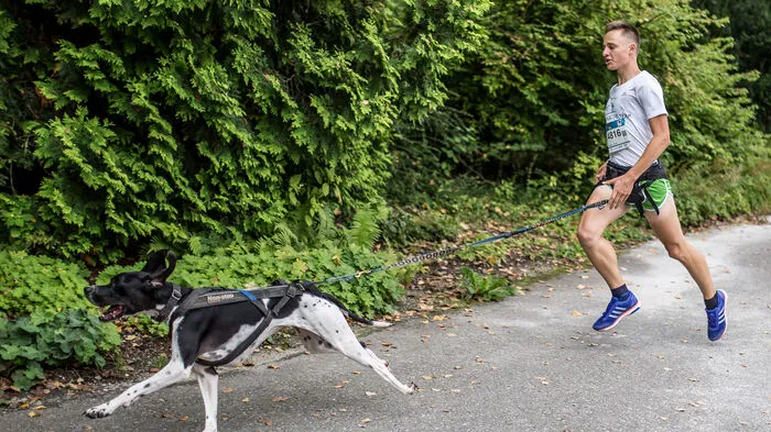 Über einhundert Hunde und ihre Halter nahmen die 4,2 Kilometer lange Strecke im Rahmen von Kärnten läuft in Angriff.