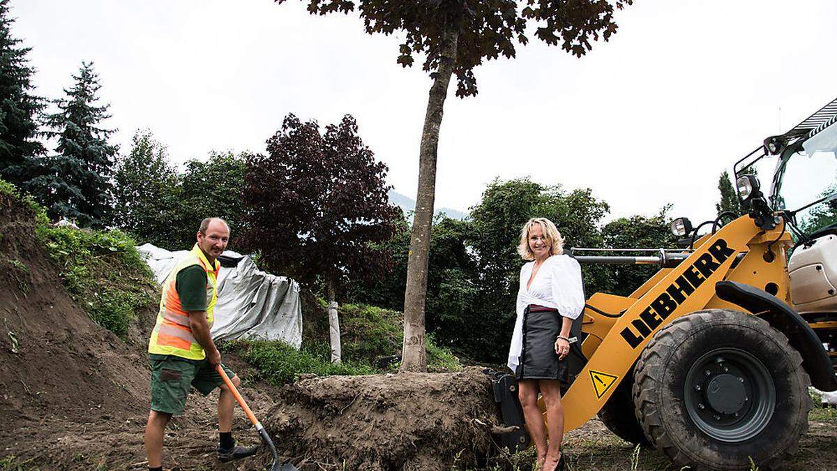 Konrad Moser (Forst- und Gartenabteilung) und Blanik pflanzen symbolisch einen Ahornbaum 