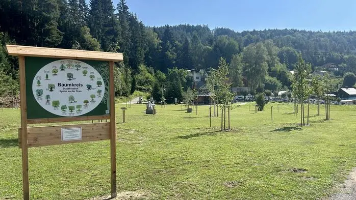 Der neue Baumkreis auf dem Spittaler Friedhof ermöglicht eine naturnahe Urnenbestattung
