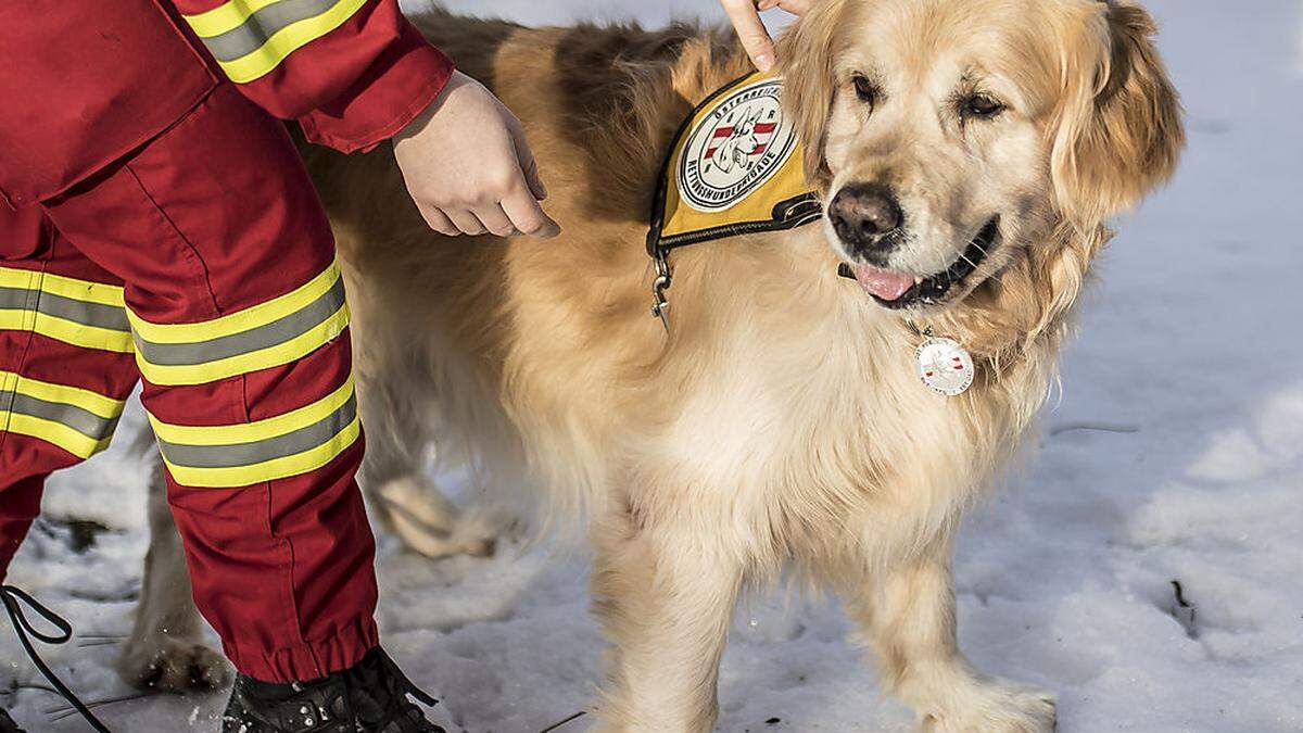 Auch die Staffel der Rettungshundebrigade beteiligte sich an der Suche (Sujetbild)