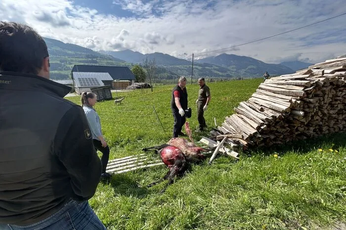 Die Schafe waren eingezäunt. "Gut genug, um nicht auszubrechen, aber mit Lücken, sodass von außen ein Raubtier dazukommt", sagen Experten, die aber ergänzen: Der Strom rund um das kleine Gehege hätte eigentlich ausreichen müssen, um den Wolf abzuschrecken. Die ganze Story lesen Sie hier!