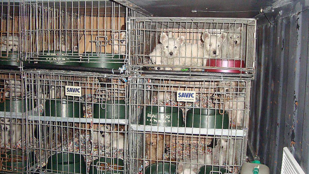 Immer wieder werden Welpentransporte gestoppt, oft hätten die Hunde überhaupt keine Überlebenschance. Auf die Besitzer warten Unsummen an Tierarztkosten, um die Kleinen zu kurieren. Der slowakische Lenker dieses Wagens hätte 101 Welpen nach Spanien bringen sollen.