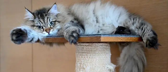 Die erste Katze, die in den genetischen Cluster „Felis lybica lybica/Felis catus“ hineinpasst, starb vor rund 2.200 Jahren auf Sardinien