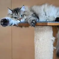 Die erste Katze, die in den genetischen Cluster „Felis lybica lybica/Felis catus“ hineinpasst, starb vor rund 2.200 Jahren auf Sardinien