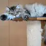 Die erste Katze, die in den genetischen Cluster „Felis lybica lybica/Felis catus“ hineinpasst, starb vor rund 2.200 Jahren auf Sardinien