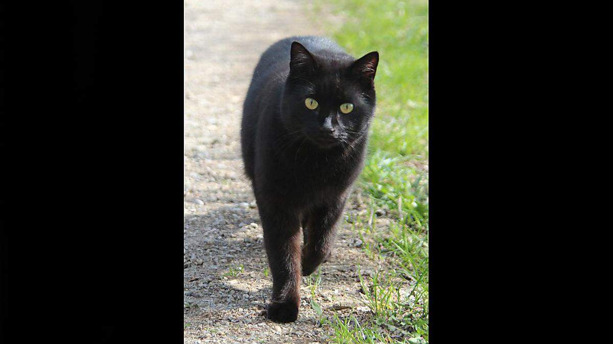 Kater &quot;Sami&quot; ist fünf Jahre alt 