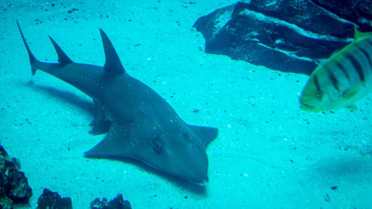Auch der Gitarrenfisch ist ab sofort auf der Roten Liste