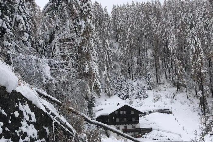 Ein Rundflug am Samstag ergab, dass 20 bis 30 Prozent der Bäumen in den Wäldern des oberen Mölltales aufgrund der schweren Schneelasten geknickt sind.