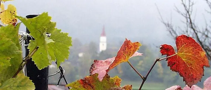 In Sittersdorf blieb die Weinbautradition besonders lange erhalten