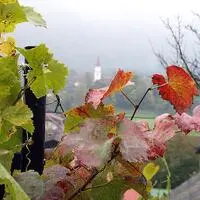 In Sittersdorf blieb die Weinbautradition besonders lange erhalten