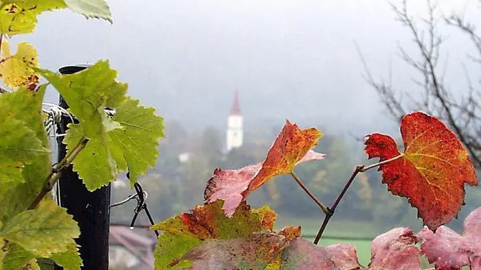 In Sittersdorf blieb die Weinbautradition besonders lange erhalten