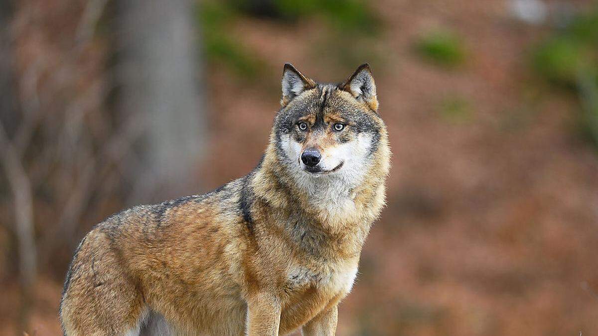 Der Almwirtschaftsverein veröffentlichte ein Video zum Thema Wolf