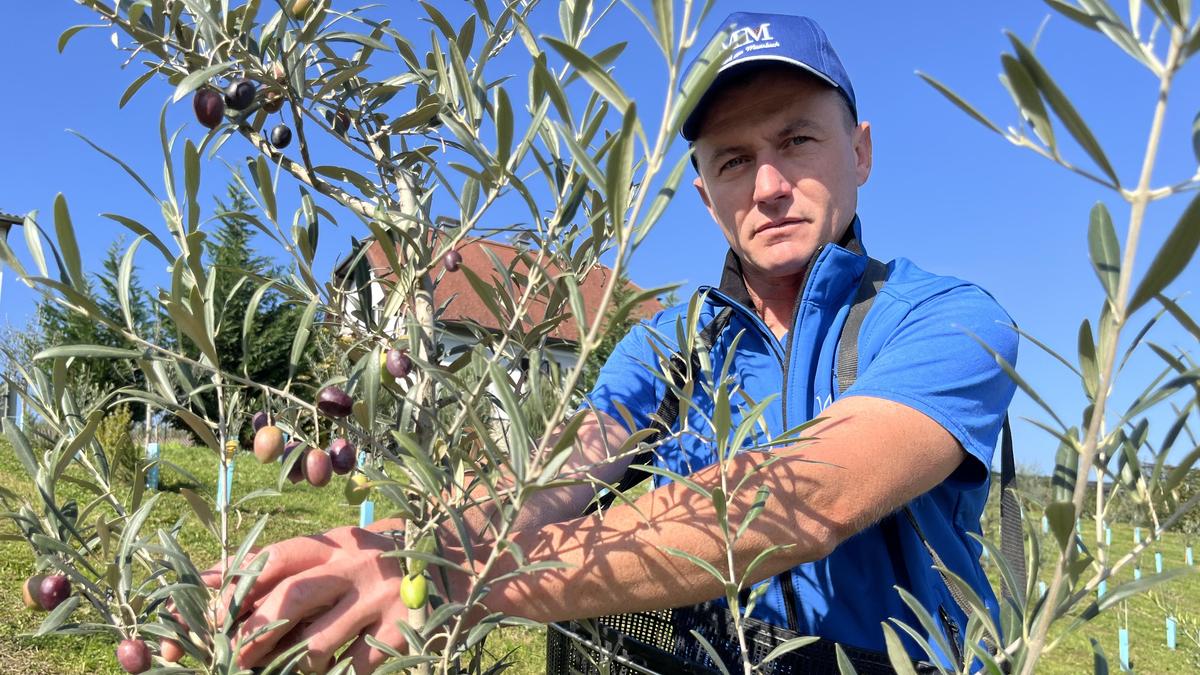 Obstbauer Martin Mittendrein bei der Olivenernte in einem seiner Olivenhaine