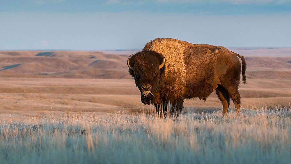Auge in Auge mit einer Ikone: die Bisons fühlen sich in Oklahoma und Kansas wohl