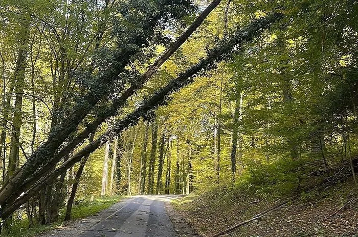 Viele Bäume versperrten heute die Straßen in Deutschlandsberg.