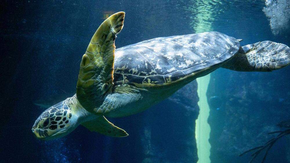 Schildkröten verwechseln Geruch von Plastik mit Nahrung