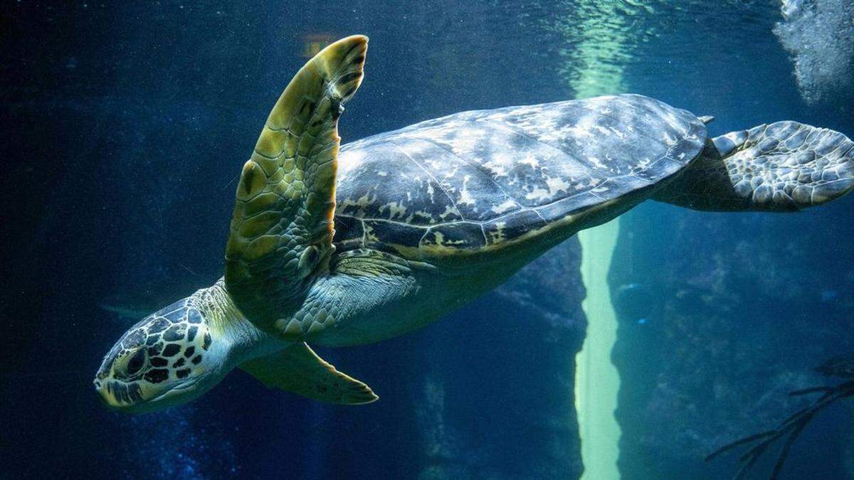 Schildkröten verwechseln Geruch von Plastik mit Nahrung