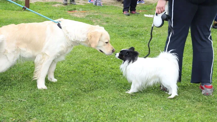Ob groß oder klein - beim ersten "Lipizzanerheimat Hundewandertag" waren sie alle willkommen.