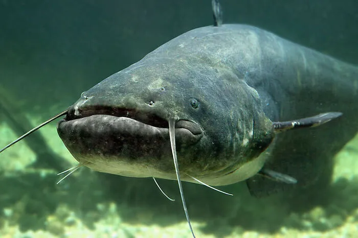 "Fisch des Jahres" darf sich der größte Wasserbewohner Österreichs als Auserwählter des Österreichischen Fischereiverbands, des Bundesamts für Wasserwirtschaft und des Österreichischen Kuratoriums für Fischerei nennen. Der Wels lebt tief in der Dunkelheit von Seen oder langsam fließender Gewässern und versteckt sich zudem gerne hinter Baumstämmen, im Wurzelwerk, in Höhlen und Spalten. Der bis zu drei Meter große Räuber hört und riecht ausgezeichnet, dafür sind seine Augen vergleichsweise winzig.      