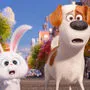 "Pets" heute auf VOX im Hauptabendprogramm