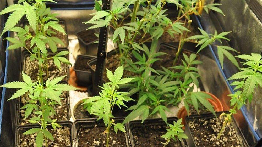 Junge Cannabispflanzen (Archivbild)