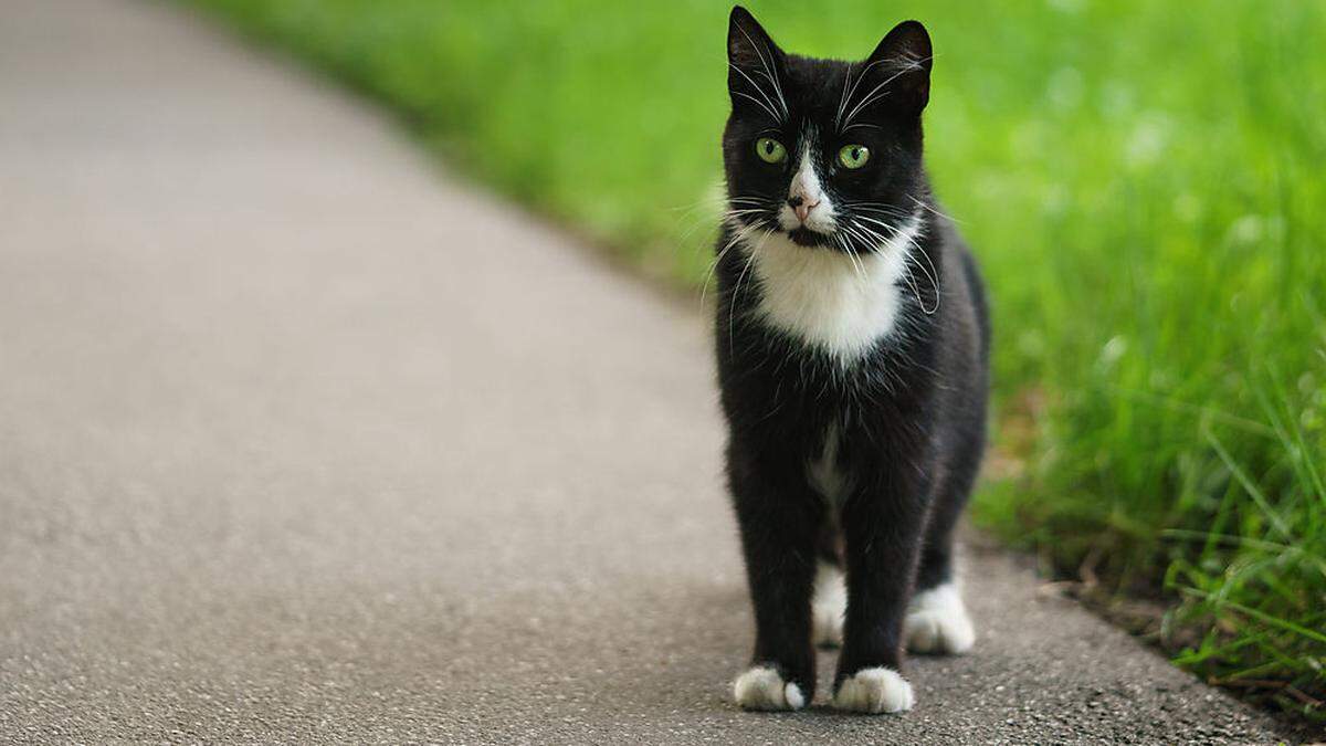 Zwei Projektile einer Luftdruckwaffe steckten im Körper der Katze (Symbolfoto)