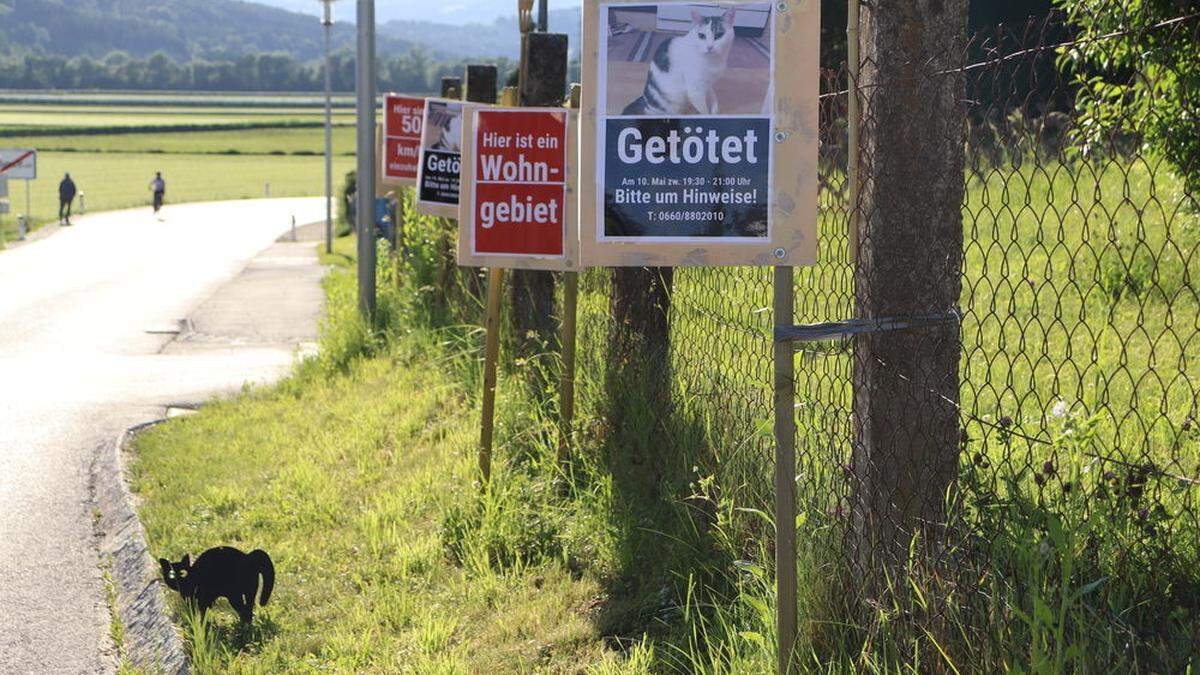 Gefährliches Katzenleben