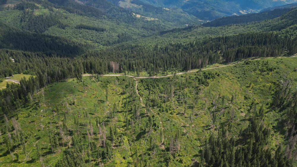 Nur etwa 2,4 Prozent der rumänischen Karpatenwälder seien derzeit laut Greenpeace vor Abholzung geschützt