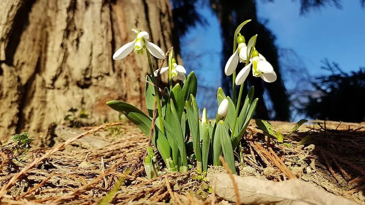 In der Weststeiermark sprießen schon die ersten Frühlingsboten aus dem Boden