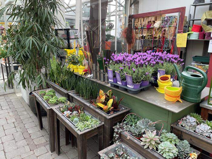 Bei Blumen Wedenig können bereits Topfpflanzen für Balkon und Terrasse gekauft werden