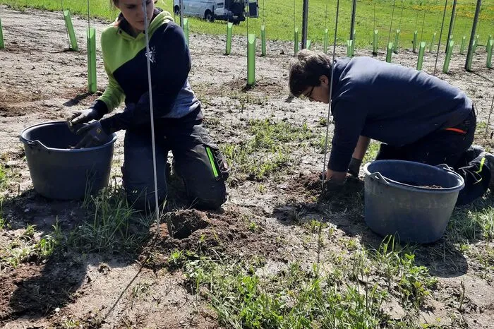 Arbeiten zum Pflanzen der Weinstöcke 