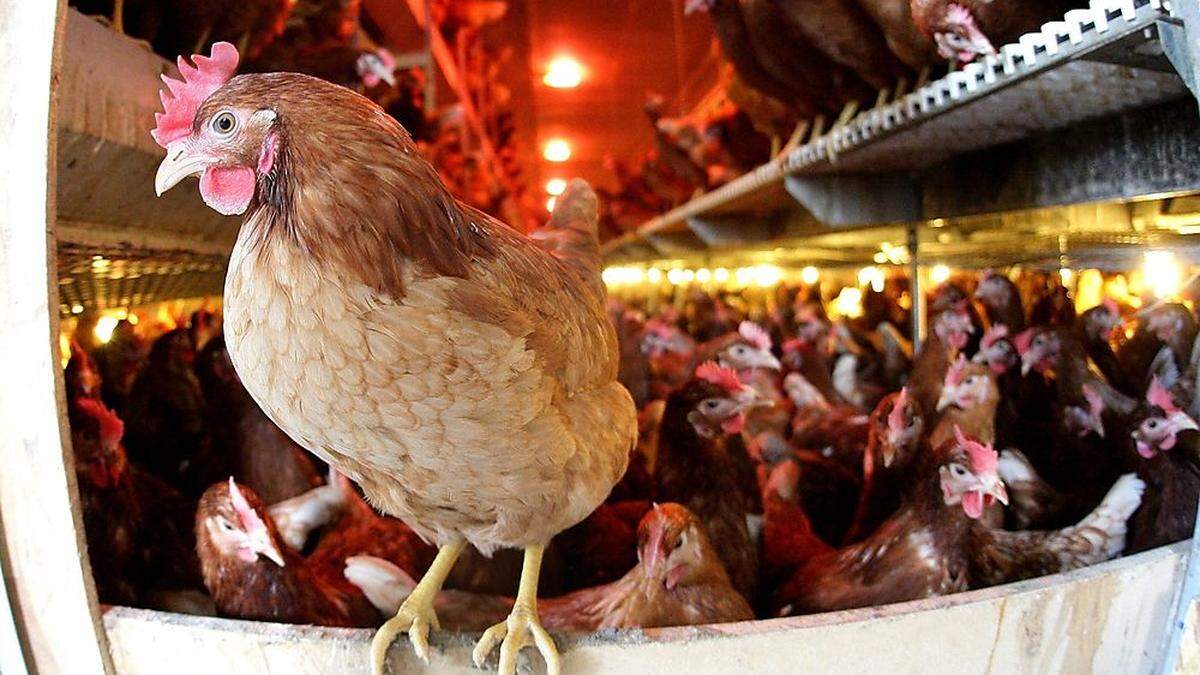 1700 Hühner waren in den Transporter gepfercht (Sujetbild)