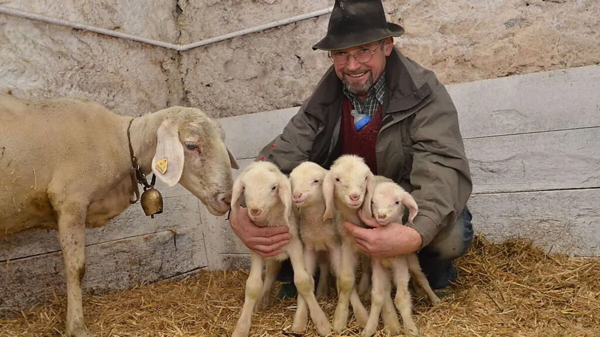 Große Weihnachtsfreude bei Heinrich Untergantschnig in Flattach: Am 4. Adventsonntag gab es Schaf-Vierlinge