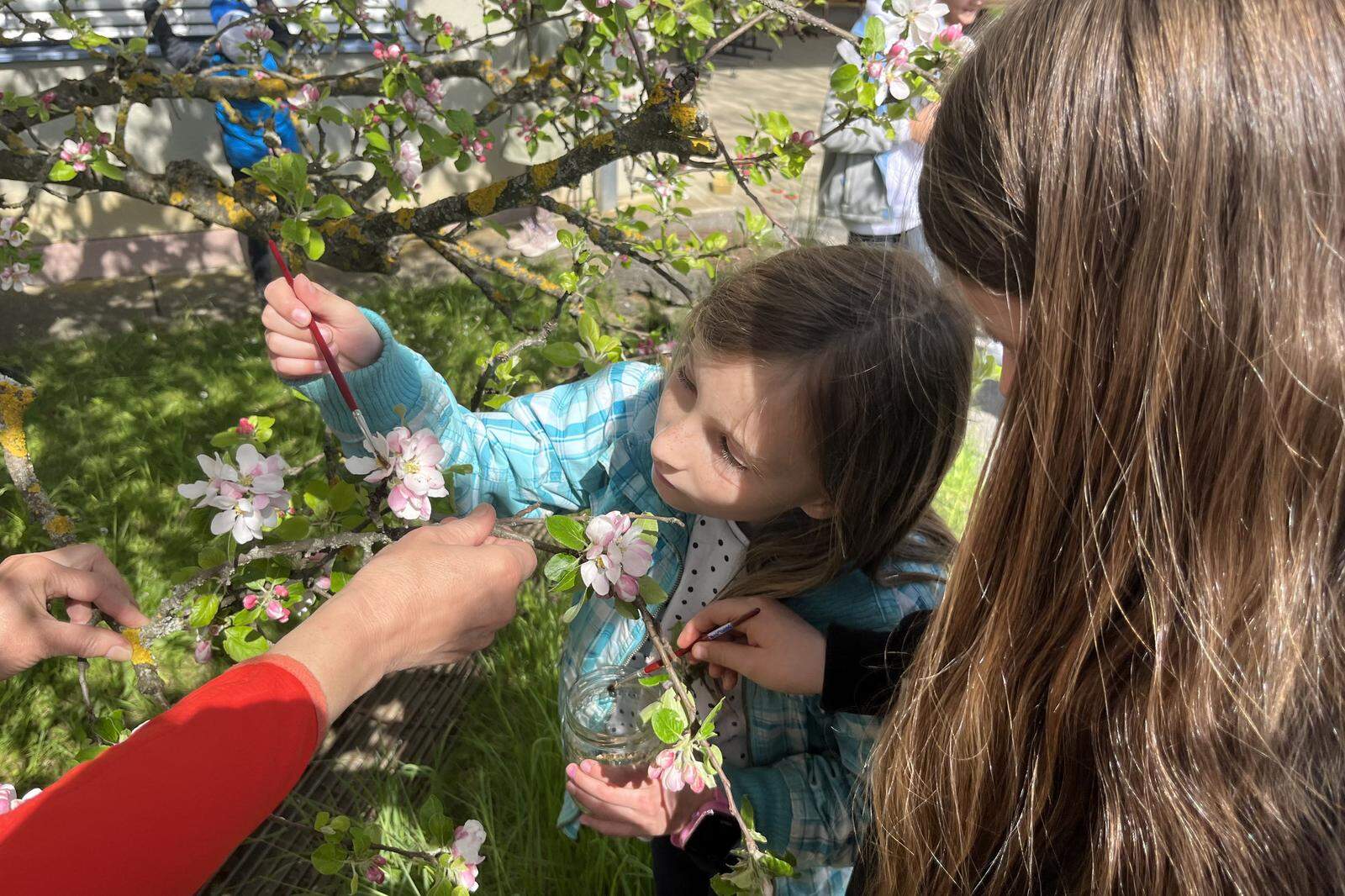 Mit Pinsel und selbst gesammelten Pollen rücken die Kinder zu den Apfelblüten aus