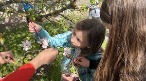 Mit Pinsel und selbst gesammelten Pollen rücken die Kinder zu den Apfelblüten aus