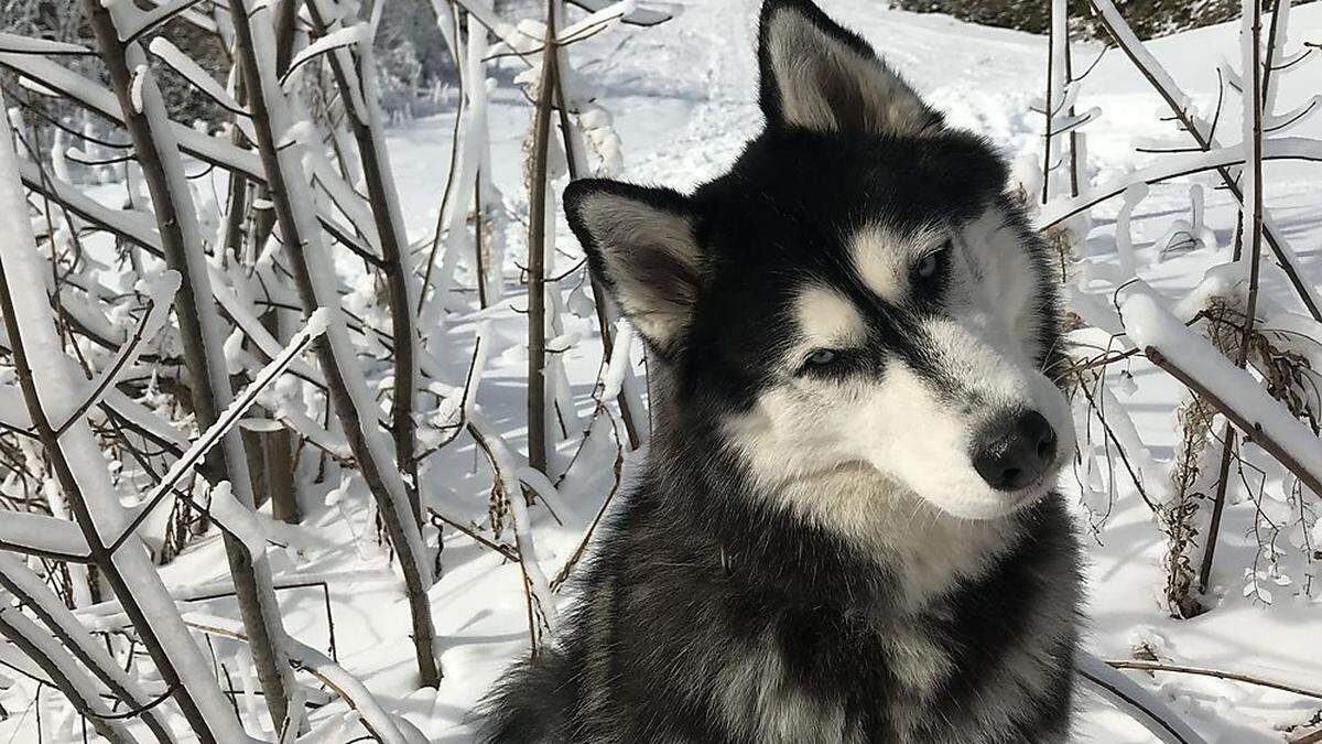 Hündin Luna wird nach wie vor von Tierarzt behandelt