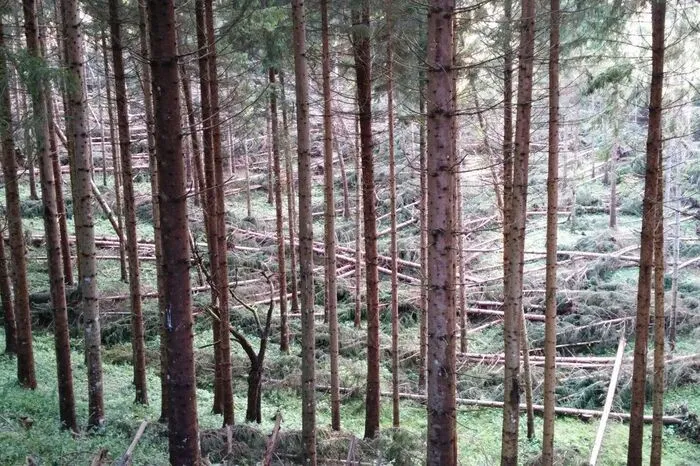 Die Bäume liegen kreuz und quer wie Mikadostäbe.