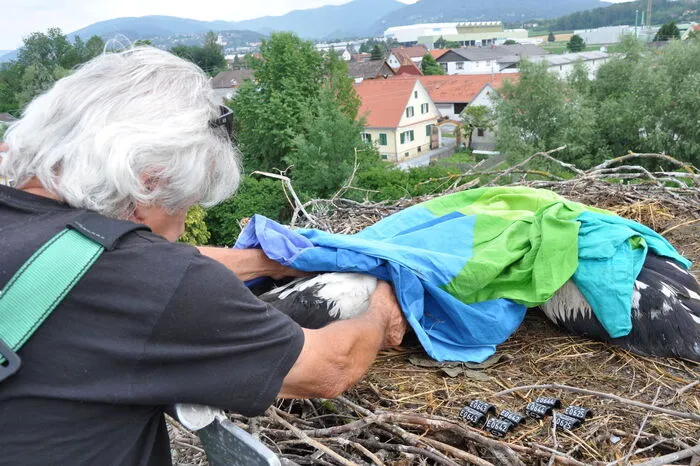 Um sie zu beruhigen, wird eine Decke über die Störche gebreitet