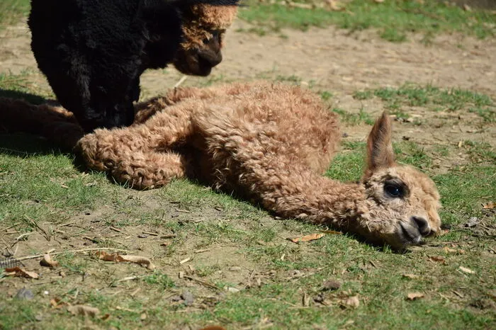 Der kleine Fridolin ist auf diesem Bild erst wenige Stunden alt.