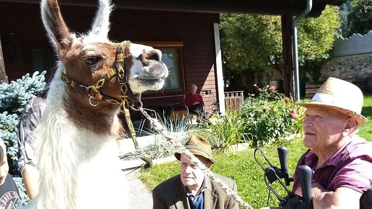 Interessiert begutachteten die Heimbewohner die Lamas