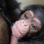 Das kleine Schimpansen-Äffchen entwickelt sich nach der schwierigen Geburt prächtig