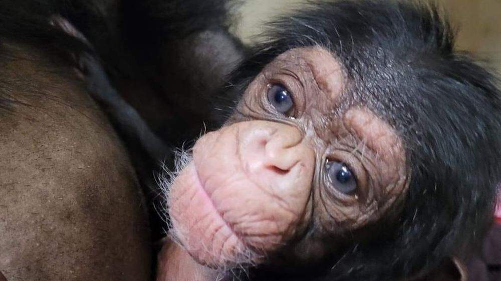 Das kleine Schimpansen-Äffchen entwickelt sich nach der schwierigen Geburt prächtig
