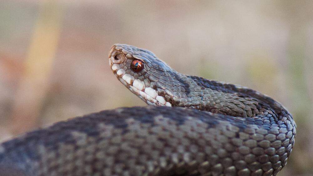 Bei der vermeintlichen Python handelte es sich um eine sehr echt wirkende Kunststoffschlange (Symbolfoto)